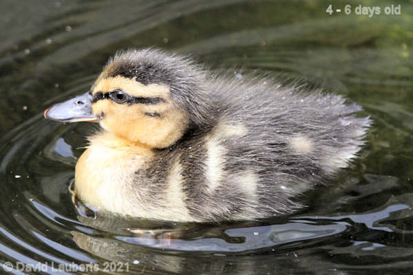 Mallard Duck Like a rubber duck 10:50am 30th April 2021