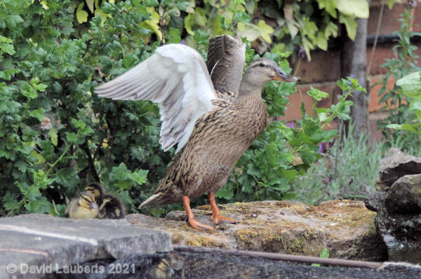 Mallard Duck Jemima stretching her wings 17th May 2020