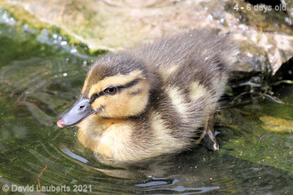 Mallard Duck Duck Launching 10:50am 30th April 2021