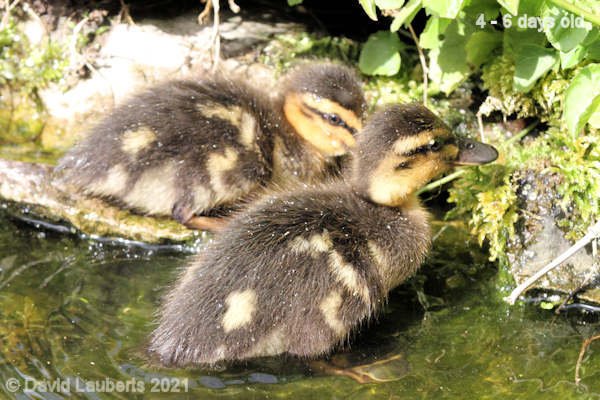 Mallard Duck 'What do you think is in there mate?' 10:52am 30th April 2021