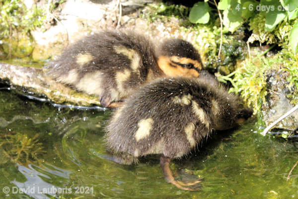 Mallard Duck 'Lets have a look' 10:52am 30th April 2021