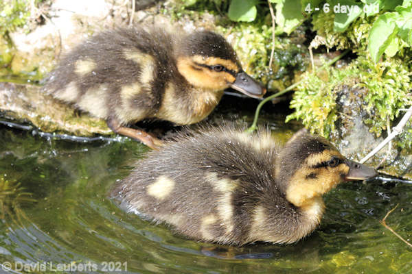 Mallard Duck 'Nothing interesting' 10:52am 30th April 2021