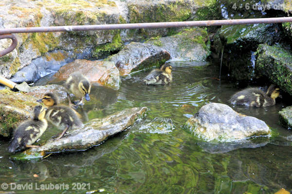 Mallard Duck Poking around the edges 12:19pm 30th April 2021
