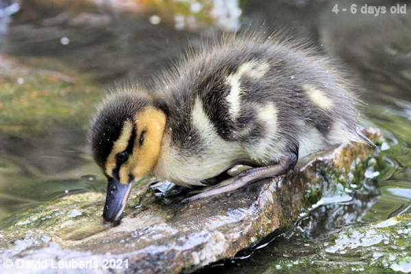 Mallard Duck Stone is not a good food 12:23pm 30th April 2021