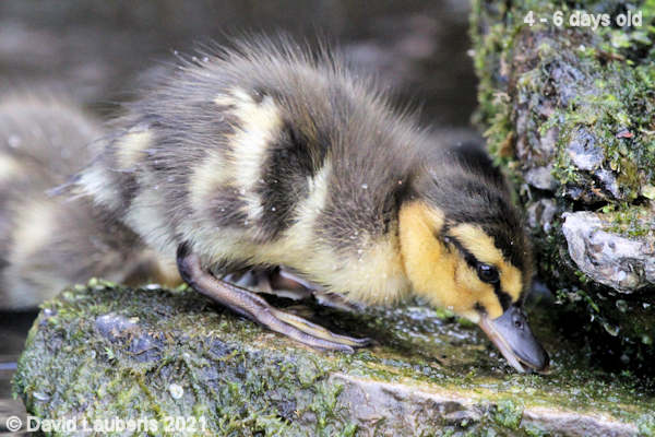 Mallard Duck Wonder whats under here 12:25pm 30th April 2021