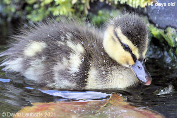 Mallard Duck Taking it all in 12:26pm 30th April 2021