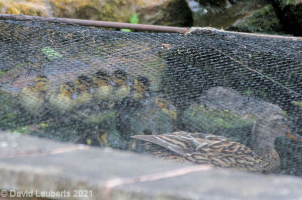 Mallard Duck Taking swimming lessons 17th May 2020