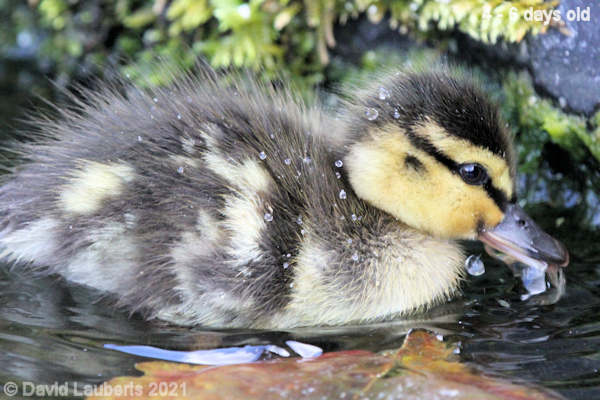 Mallard Duck Having a drink 12:26pam 30th April 2021