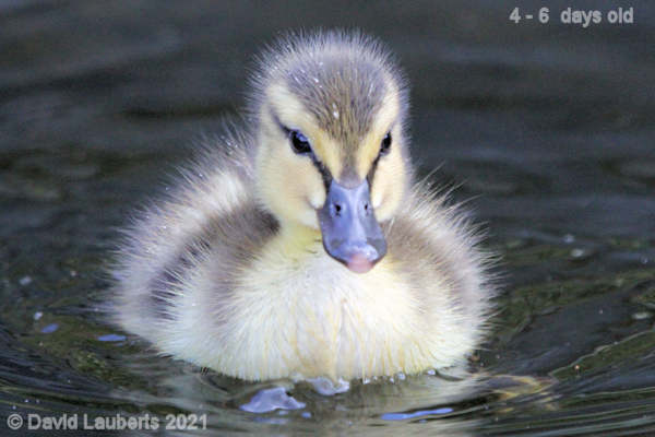 Mallard Duck Sailing serenely on 12:26pm 30th April 2021