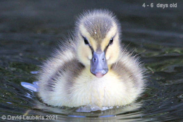 Mallard Duck You looking at me? 12:26am 30th April 2021