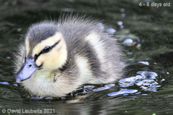 Mallard Duck Paddling along 12:26pm 30th April 2021
