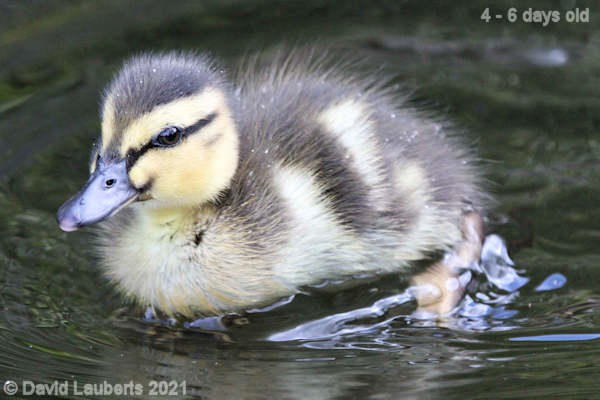 Mallard Duck Going into first gear 12:26pm 30th April 2021