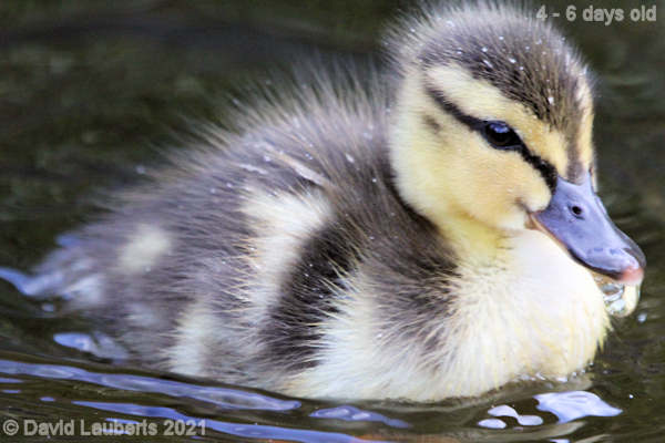 Mallard Duck Which way is the food? 12:26pm 30th April 2021