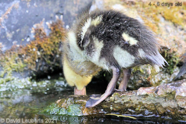 Mallard Duck What's down here 12:26pm 30th April 2021