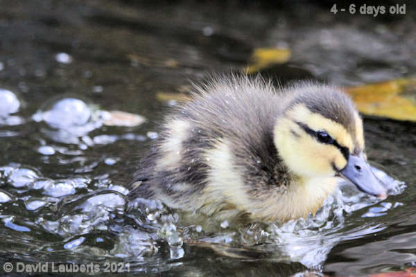 Mallard Duck Stepping into hyper-drive 12:26pm 30th April 2021