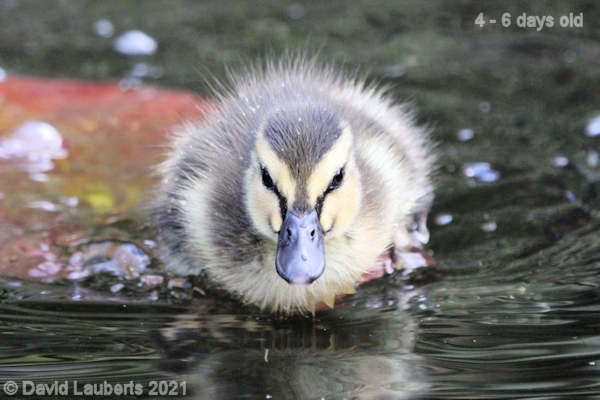 Mallard Duck I'm coming to get you! 12:26pm 30th April 2021