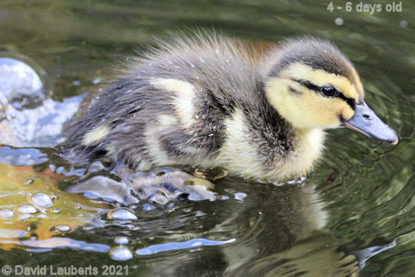 Mallard Duck Stepping up a gear 12:26pm 30th April 2021