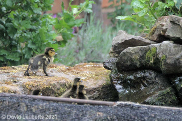 Mallard Duck Following Jemima 17th May 2020