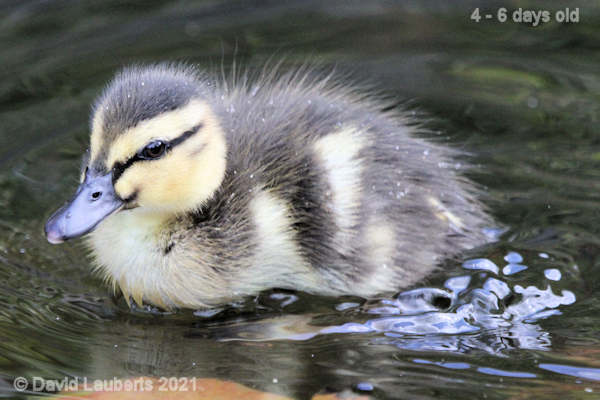 Mallard Duck Coming into dock 12:26pm 30th April 2021