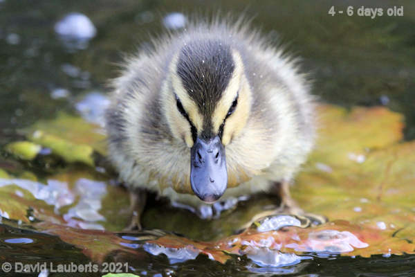 Mallard Duck Look I can stand on a Lily Pad! 12:26pm 30th April 2021