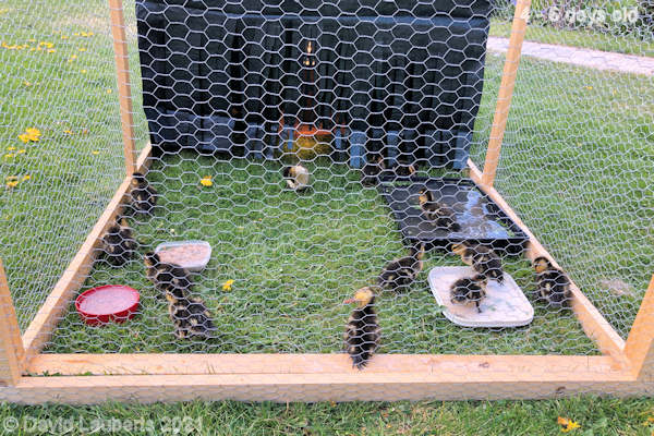 Mallard Duck All penned up again 12:31pm 30th April 2021