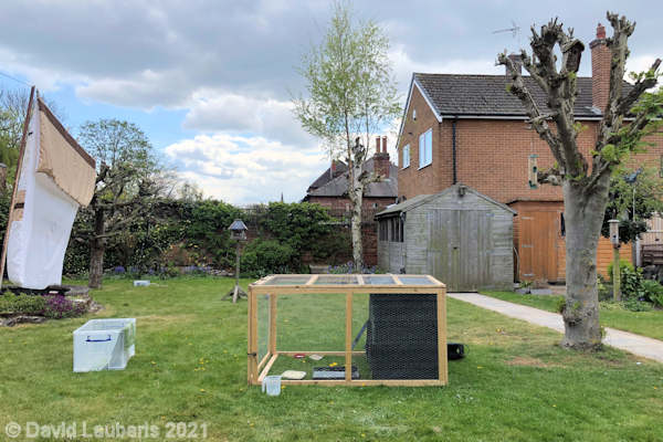 Mallard Duck The Cage in the garden 2:08pm 30th April 2021