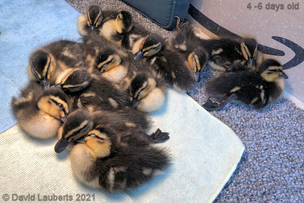 Mallard Duck Exhausted after a afternoon out 5:03pm 30th April 20211