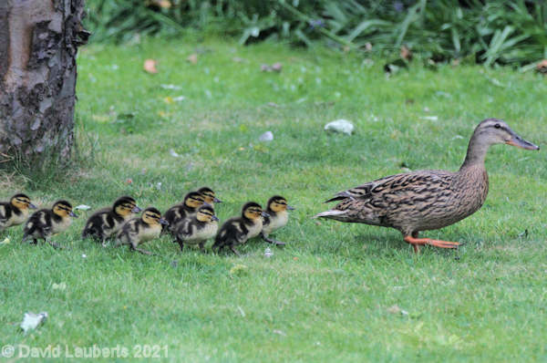 Mallard Duck Follow my leader 17th May 2020