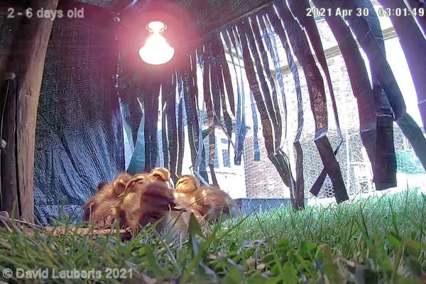Mallard Duck Snug under the lamp 3:01pm 30th April 2021
