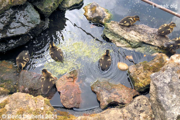 Mallard Duck Duck weed for dinner 2:55pm 1st May 2021