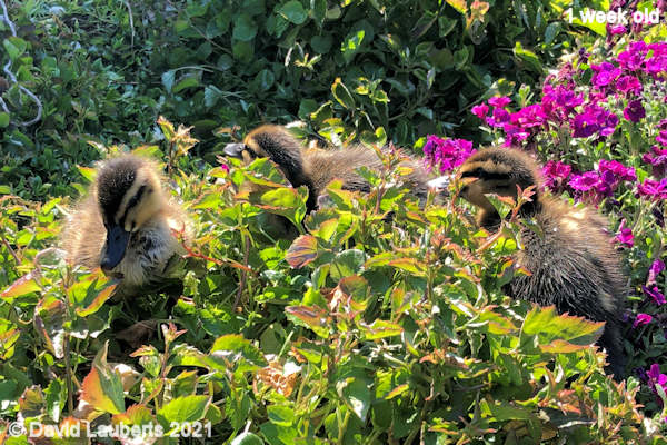 Mallard Duck We're going into the jungle 9:12am 2nd May 2021