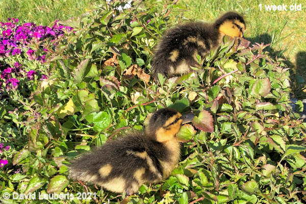 Mallard Duck That looks tasty 9:12am 2nd May 2021