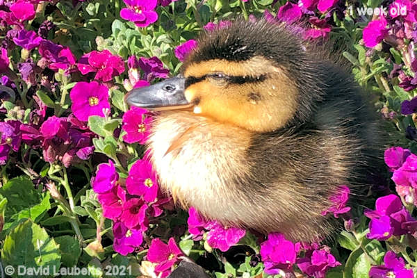 Mallard Duck Its comfy on here 9:15am 2nd May 2021