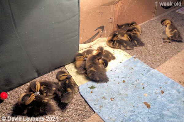 Mallard Duck Three heaps are as good as one 7:47pm 3rd May 2021