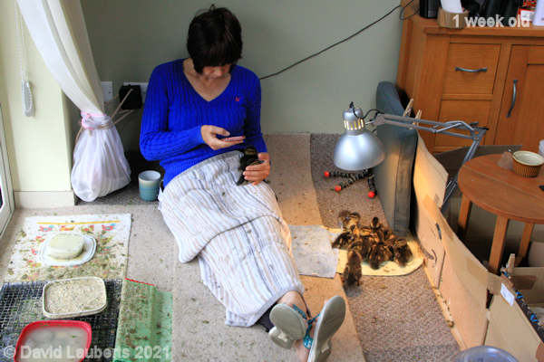 Mallard Duck Breakfeast time 8:57am 4th May 2021