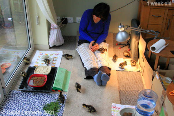 Mallard Duck Evening run around 4:29pm 3rd May 2021