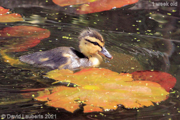Mallard Duck I'm getting a bit soggy now! 1:02pm 2nd May 2021