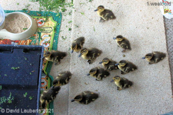 Mallard Duck Starting to queue for a trip outside 7:40am 2nd May 2021
