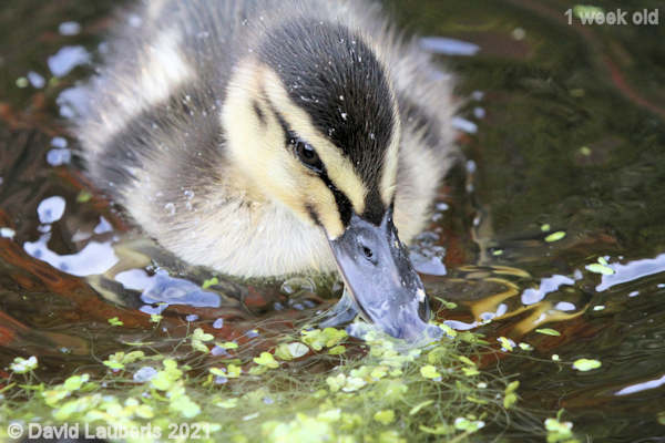 Mallard Duck Good eating 3:27pm 4th May 2021