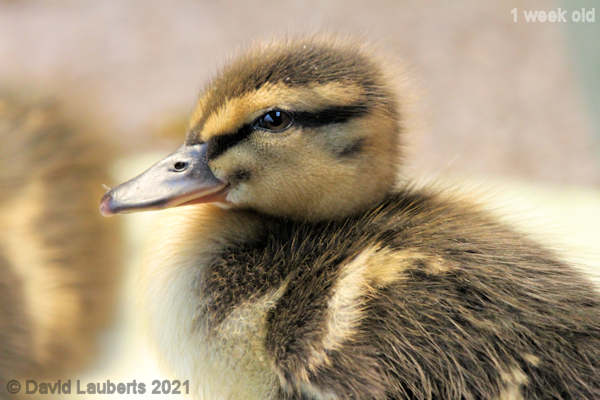 Mallard Duck I'm looking pretty cool 5:51pm 3rd May 2021
