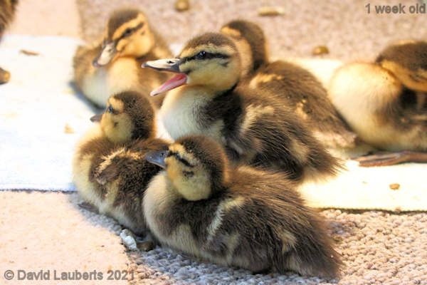 Mallard Duck Quack Quack! 5:52pm 3rd May 2021