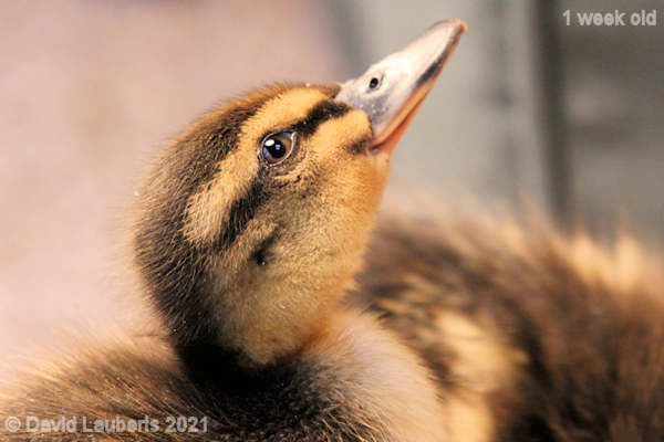 Mallard Duck I spy with my little eye 5:53pm 3rd May 2021