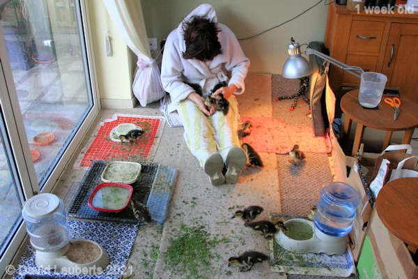 Mallard Duck Breakfast greetings 7:48am 5th May 2021