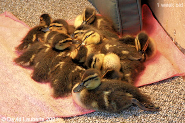 Mallard Duck All pooped out 6:12pm 4th May 2021