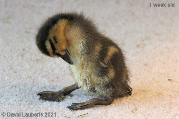 Mallard Duck You gotta sit to preen 5:50pm 4th May 2021