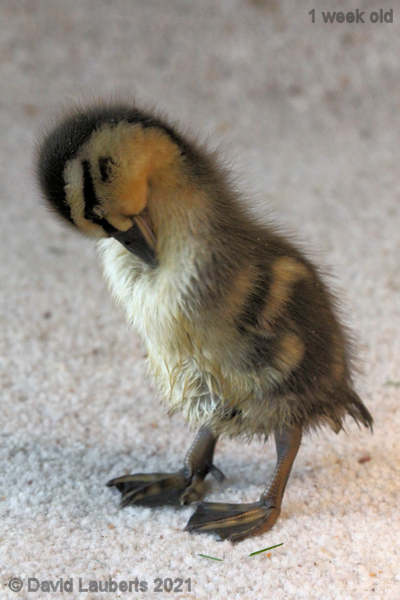 Mallard Duck Can't quite reach under my chin 5:50pm 4th May 2021