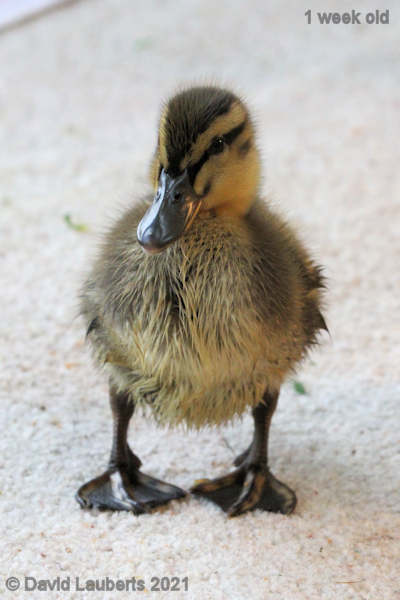 Mallard Duck Something there 5:48pm 4th May 2021