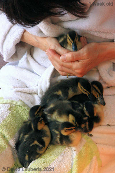 Mallard Duck Love a morning cuddle 8:08am 5th May 2021