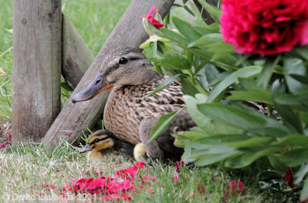 Mallard Duck Resting in the shade 17th May 2020