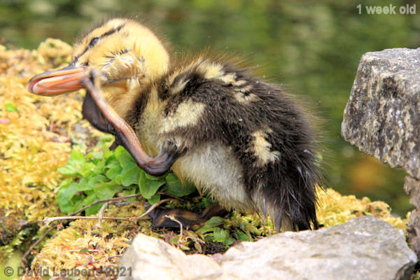 Mallard Duck Oh that feels good! 1:11pm 5th May 2021